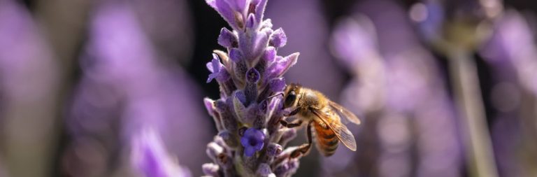 Lavanda Beesweet