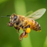 As abelhas e o futuro da tecnologia: quando a natureza supera o GPS moderno